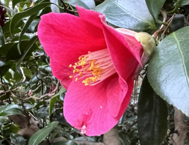 Camellia japonica - UNRYU (DRAGON IN THE CLOUDS)