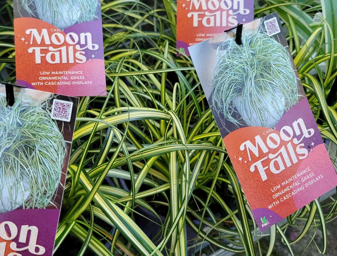 Carex oshimensis - MOON FALLS - Variegated Oshima Kan Suge