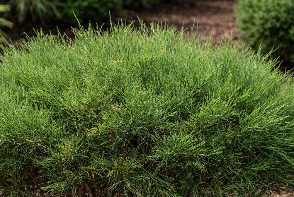 Casuarina glauca - GREEN WAVE - Swamp Sheoak 'Greenwave' PBR