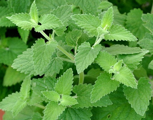 Catnip - Nepeta cataria