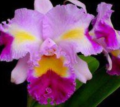 Cattleya - COLOUR GUARD PARADE - Corsage Orchid