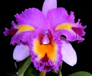 Cattleya - MACKIES FLARE - Corsage Orchid