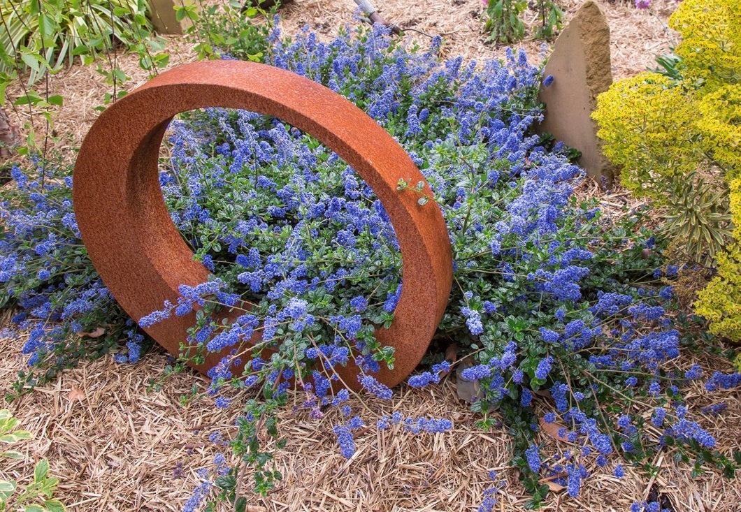 Ceanothus gloriosus x impressus - PACIFIC WAVE - Santa Barbara Glorymat 'Pacificwave' PBR