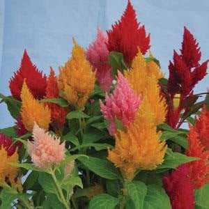 Celosia argentea - KIMONO MIX - Cockscomb