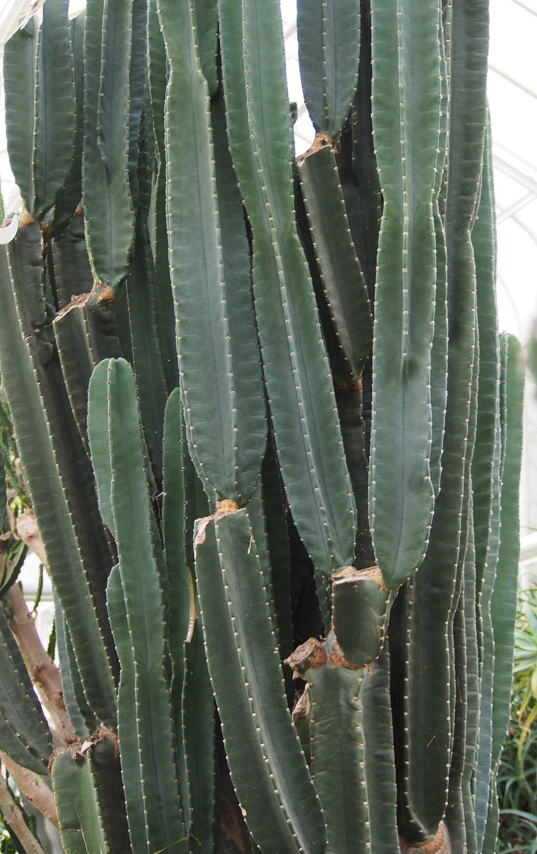 Cereus repandus - Peruvian Apple Cactus