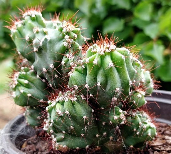 Cereus repandus - MONSTROSE - Peruvian Apple Cactus