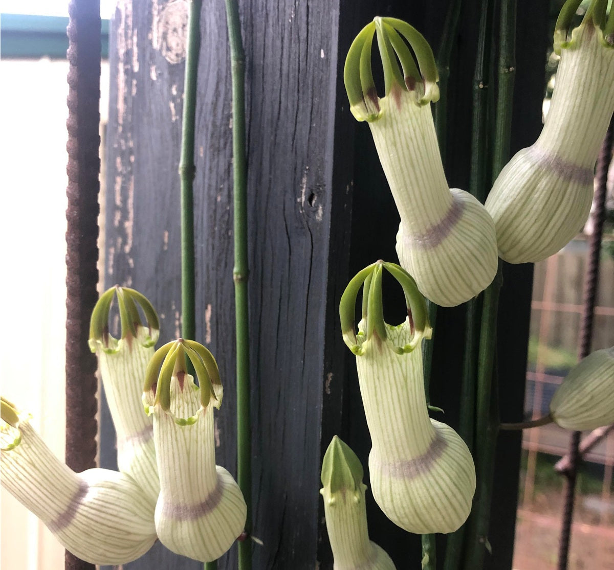 Ceropegia ampliata - Condom Plant