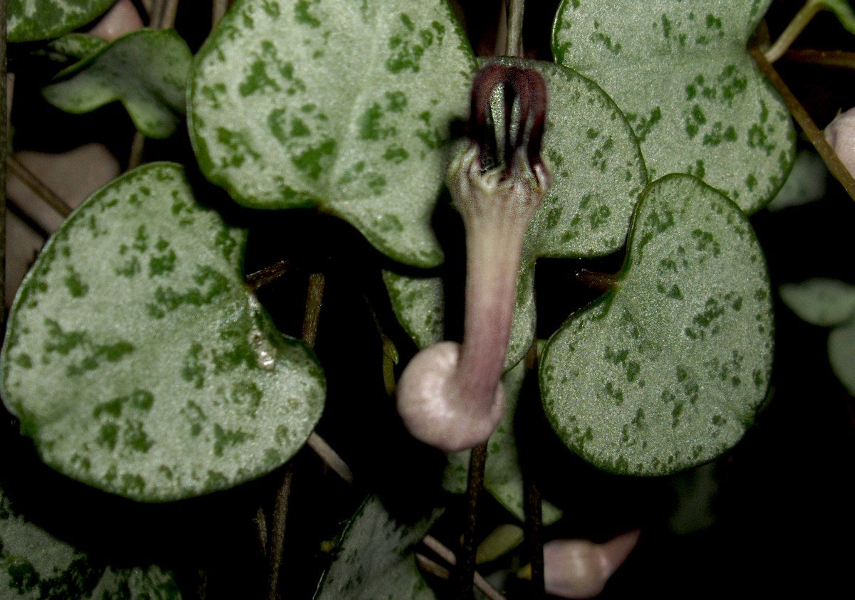 Ceropegia woodii - Chain of Hearts