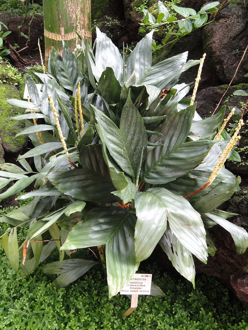 Chamaedorea metallica - Metallic Palm