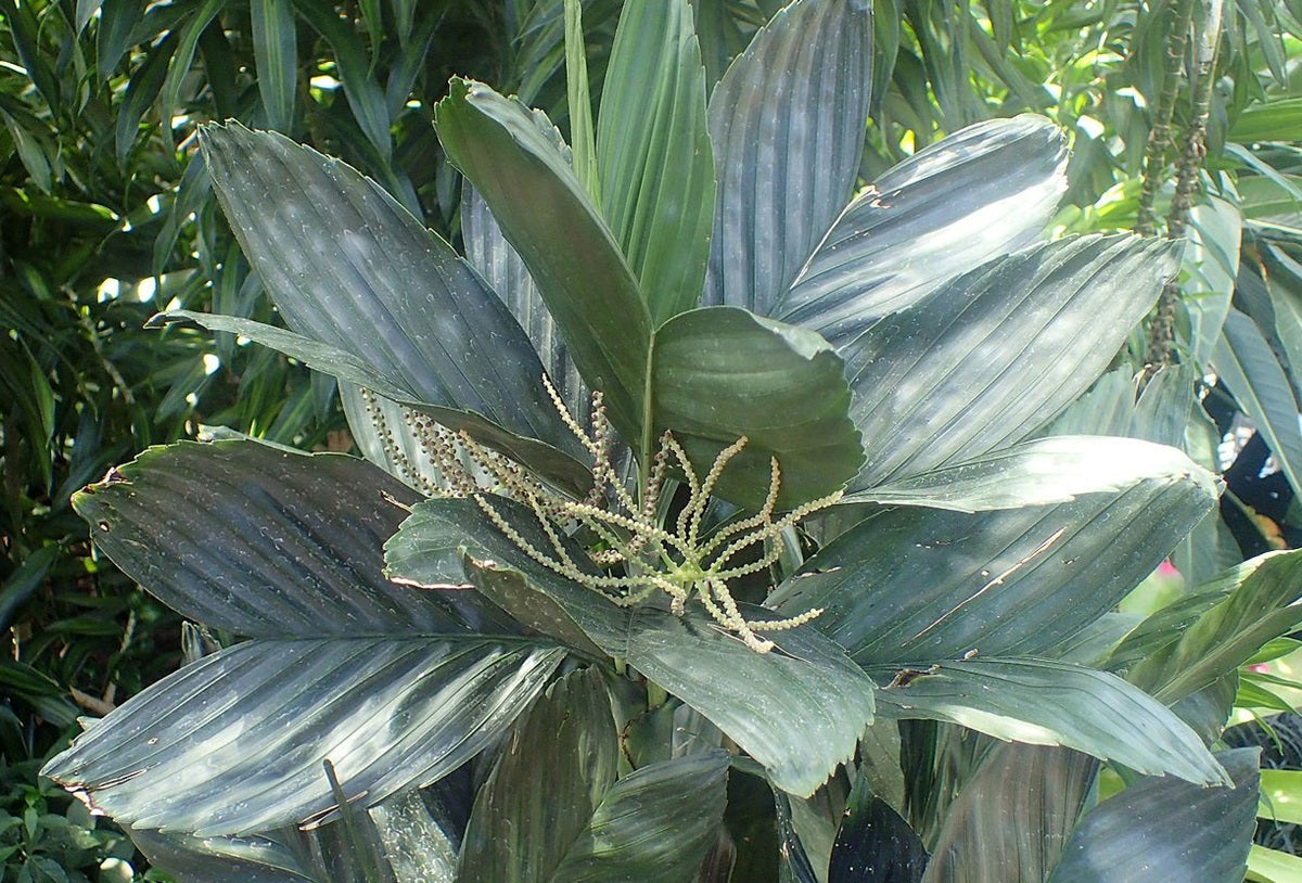 Chamaedorea metallica - Metallic Palm