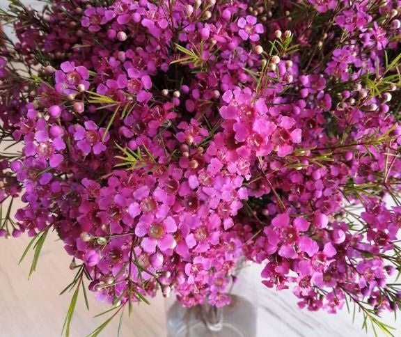 Chamelaucium uncinatum - FREE SPIRIT - Geraldton Wax