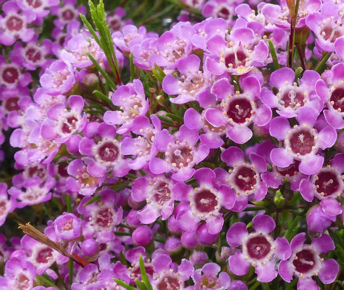 Chamelaucium - KALBARRI - Geraldton Wax