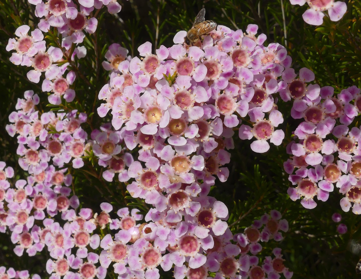 Chamelaucium - MEGHAN - Geraldton Wax