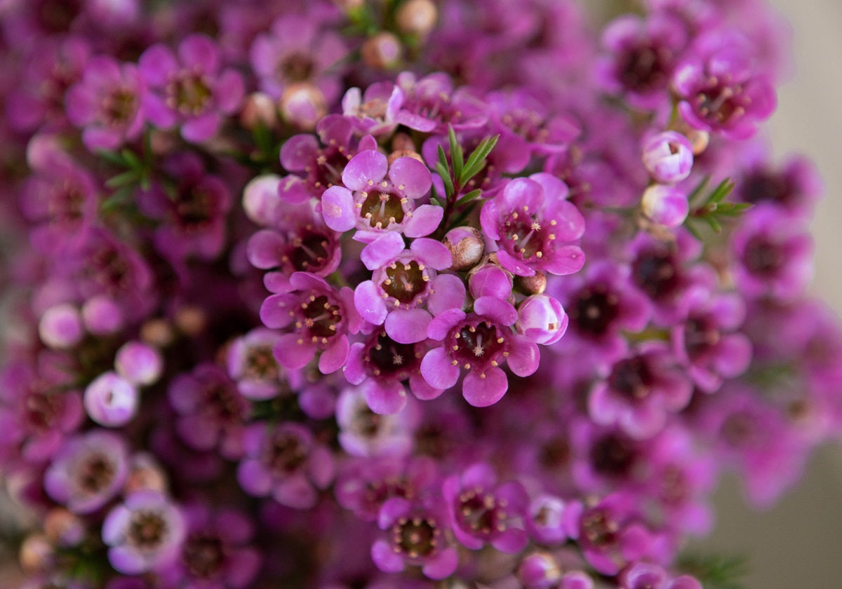 Chamelaucium megalopetalum - NINAS DELIGHT - Gerladton Wax 'Ninas Delight' PBR