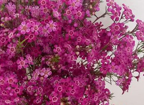 Chamelaucium uncinatum - PURPLE RAIN - Geraldton Wax