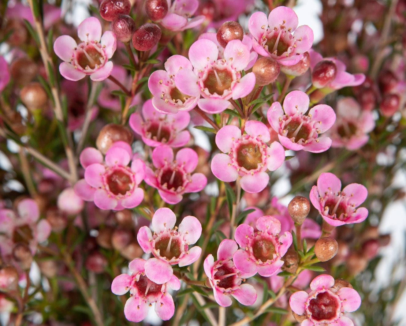 Chamelaucium - SARAHS DELIGHT - Geraldton Wax 'Sarahs Delight' PBR