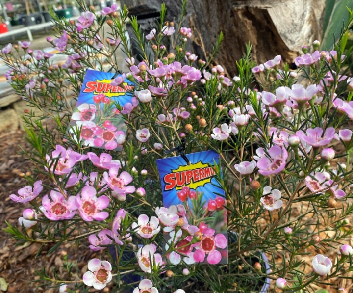 Chamelaucium uncinatum x megalopetalum - SUPER MUM - Geraldton Wax