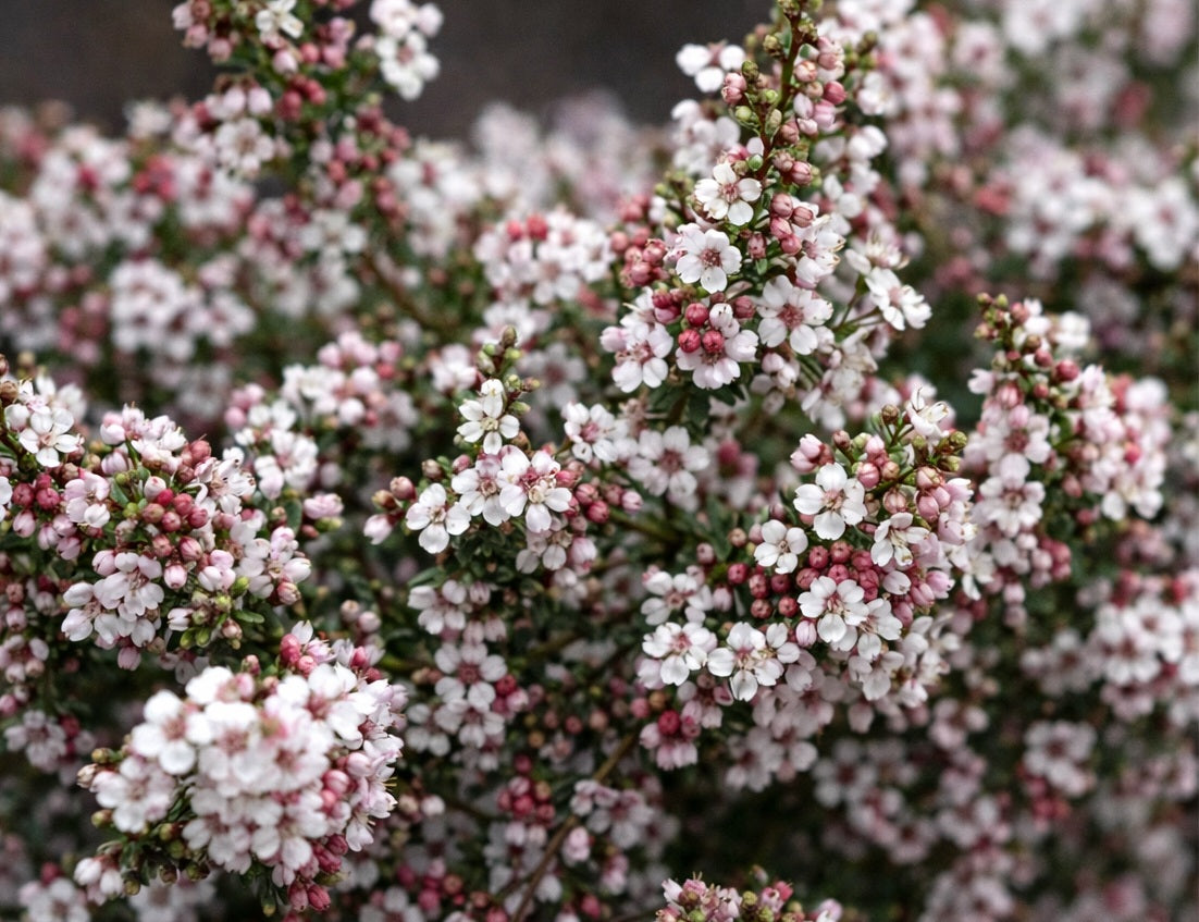 Chamelaucium ciliatum - Stirling Wax