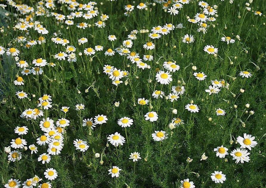 Chamomile Flowering Lawn - Chamaemelum nobile
