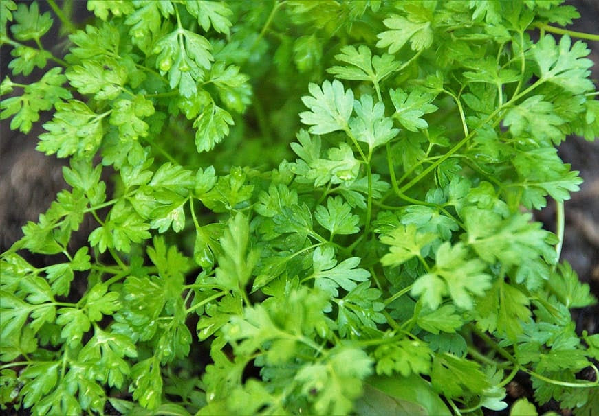 Chervil - Anthriscus cerefolium