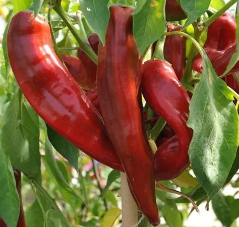 Chilli Pepper - BIG JIM - Capsicum annuum