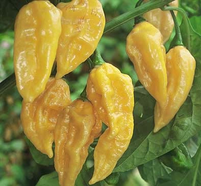 Chilli Pepper - FATALII - Capsicum annuum