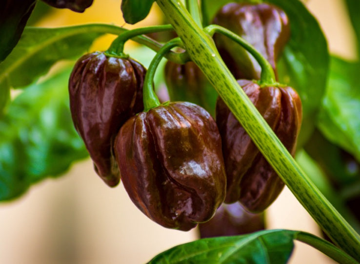 Chilli Pepper - HABANERO CHOCOLATE - Capsicum annuum