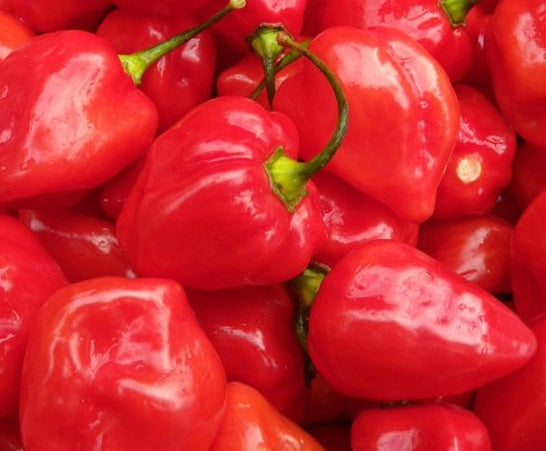 Chilli Pepper - HABANERO RED - Capsicum chinense