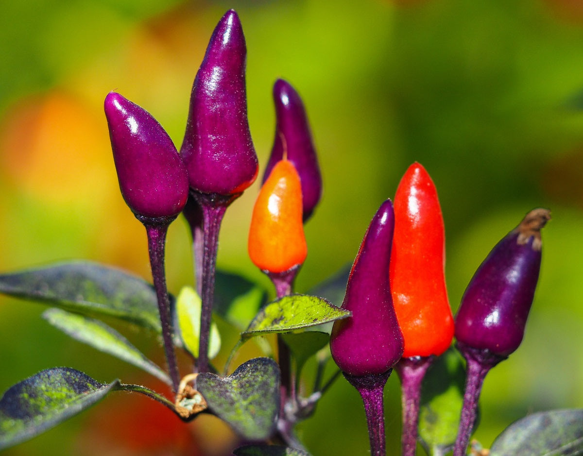 Chilli Pepper - PURPLE TIGER - Capsicum annuum