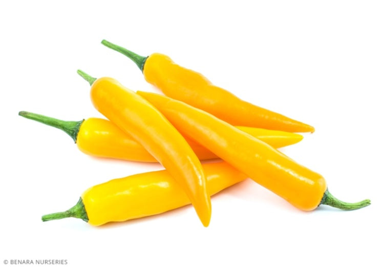 Chilli Pepper - YELLOW WAX MILD - Capsicum annuum