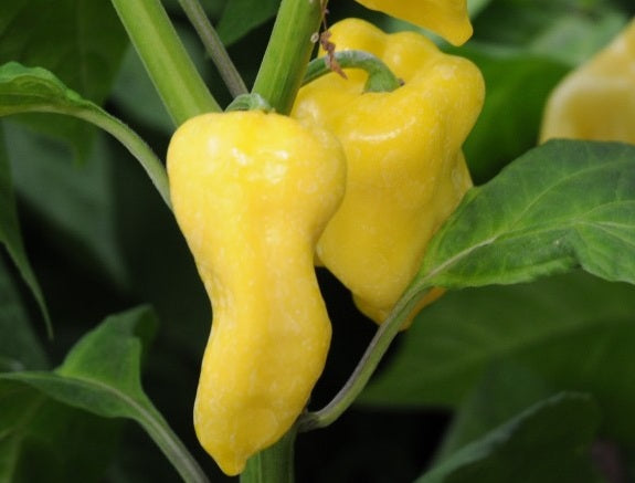 Chilli Pepper - YELLOW PAPRIKA - Capsicum chinense x frutescens
