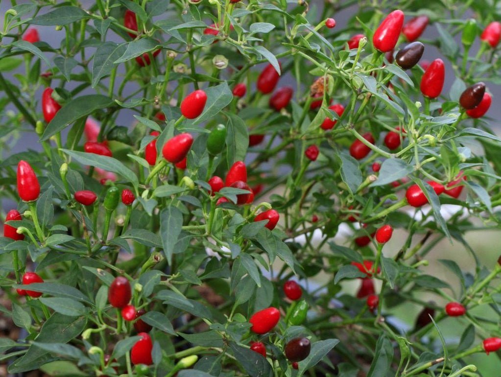 Chilli Pepper - ZIMBABWE BIRDS EYE - Capsicum frutescens