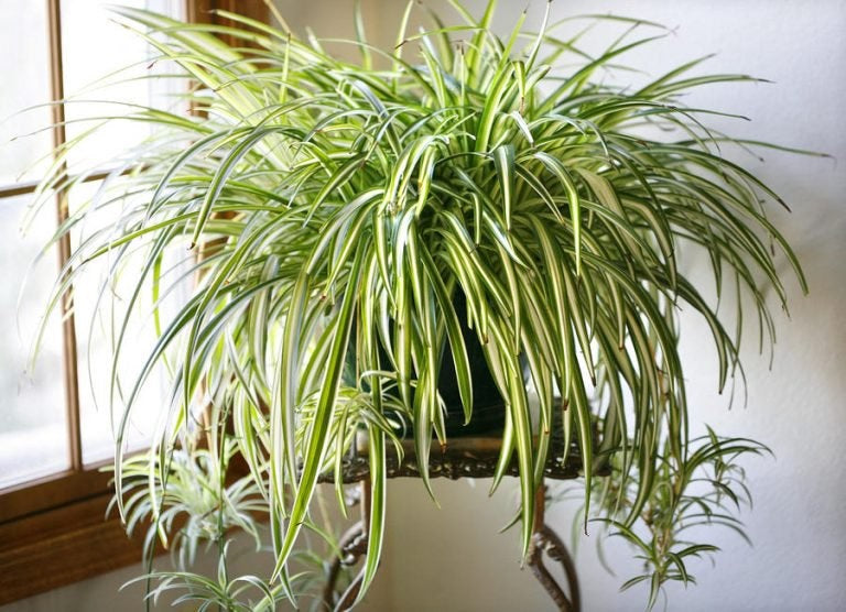 Chlorophytum comosum - VITTATUM - Variegated Spider Plant Hanging Basket
