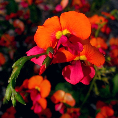 Chorizema varium - Bush Flame Pea
