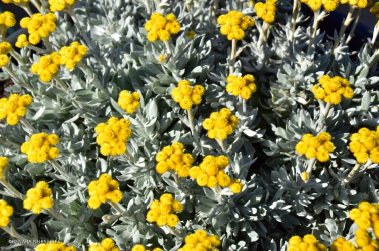 Chrysocephalum apiculatum - SILVER SUNBURST - Yellow Buttons