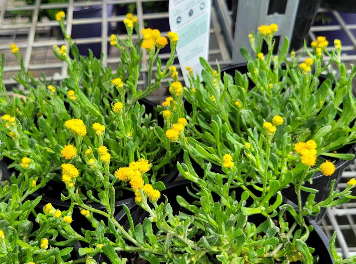 Chrysocephalum apiculatum - Yellow Buttons