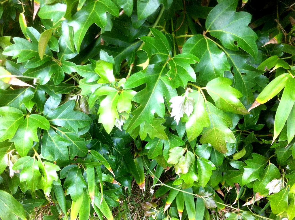 Cissus alata - ELLEN DANICA - Grape Ivy Hanging Basket
