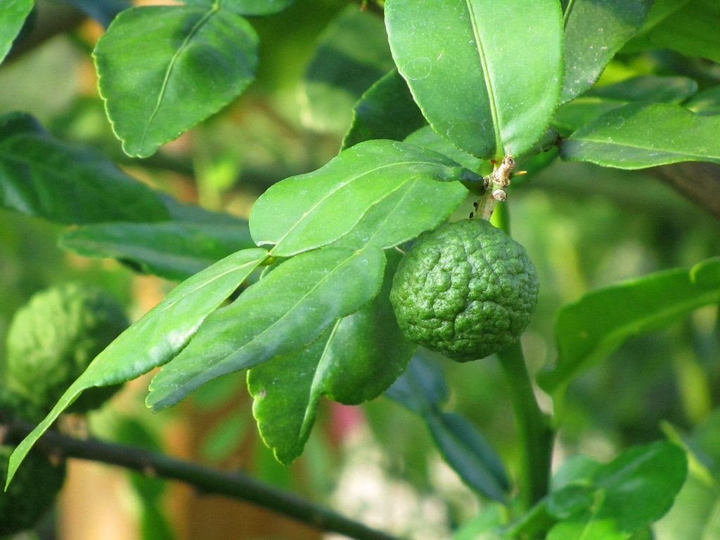 Citrus - Lime - KAFFIR