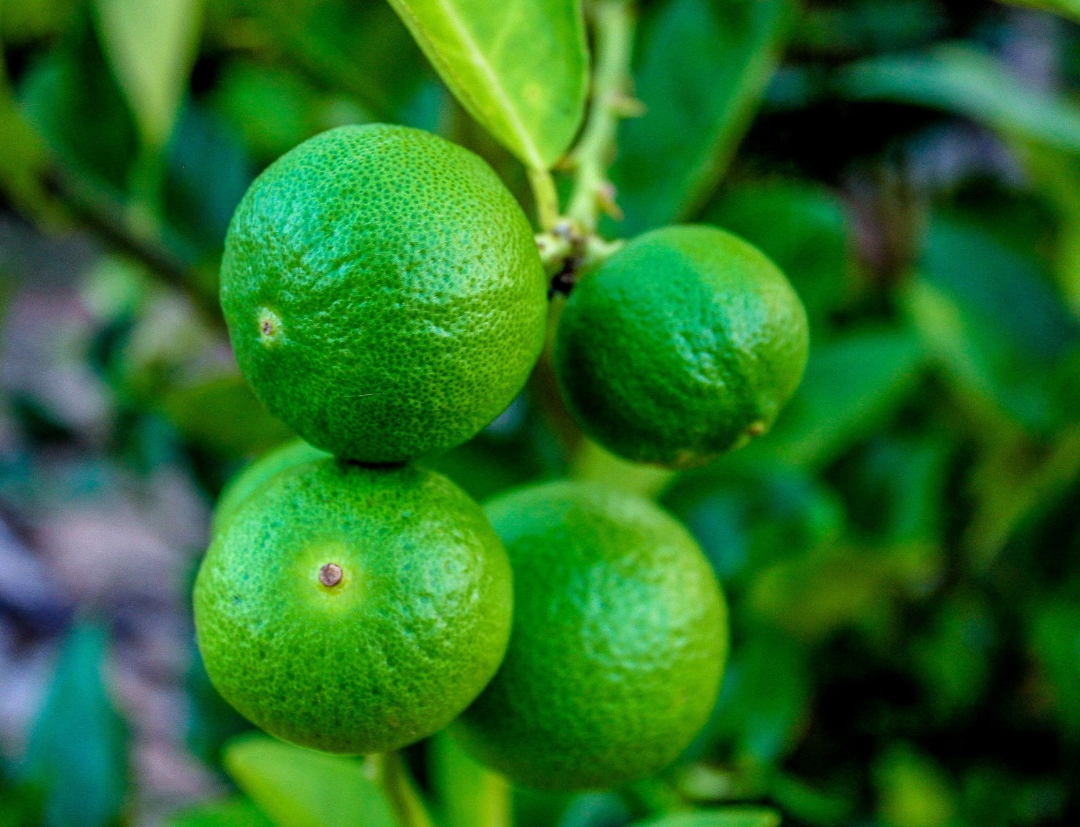 Citrus - Lime - WEST INDIAN