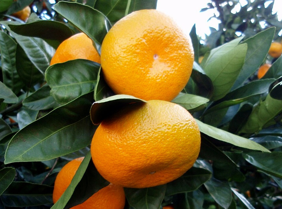Citrus - Mandarin - OKITSU SATSUMA