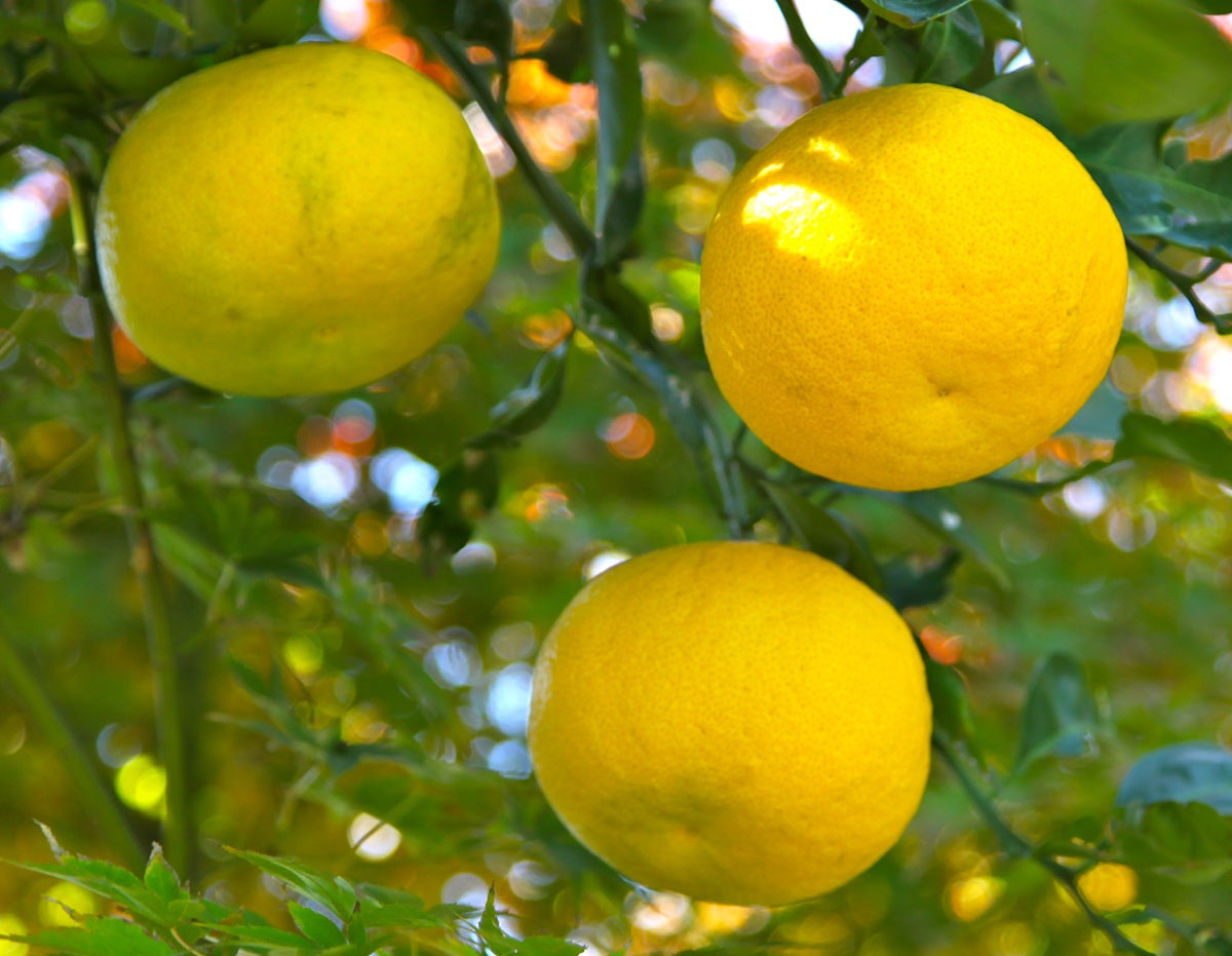 Citrus - Yuzu