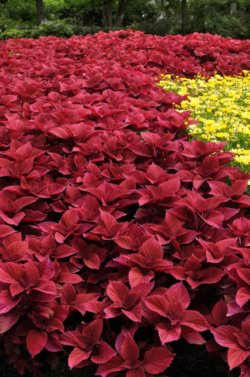 Coleus scutellarioides - REDHEAD - Painted Nettle