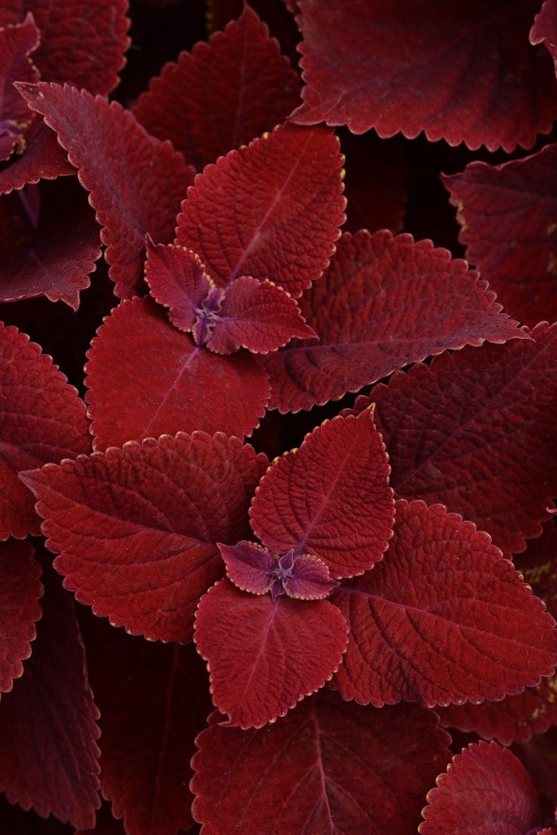 Coleus scutellarioides - RUBY SLIPPER - Painted Nettle