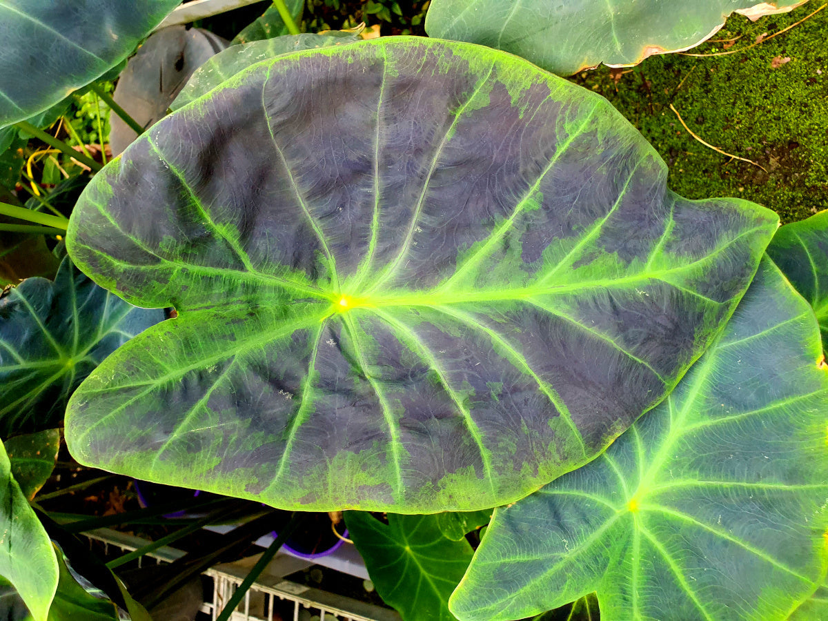 Colocasia esculenta - ILLUSTRIS - Taro