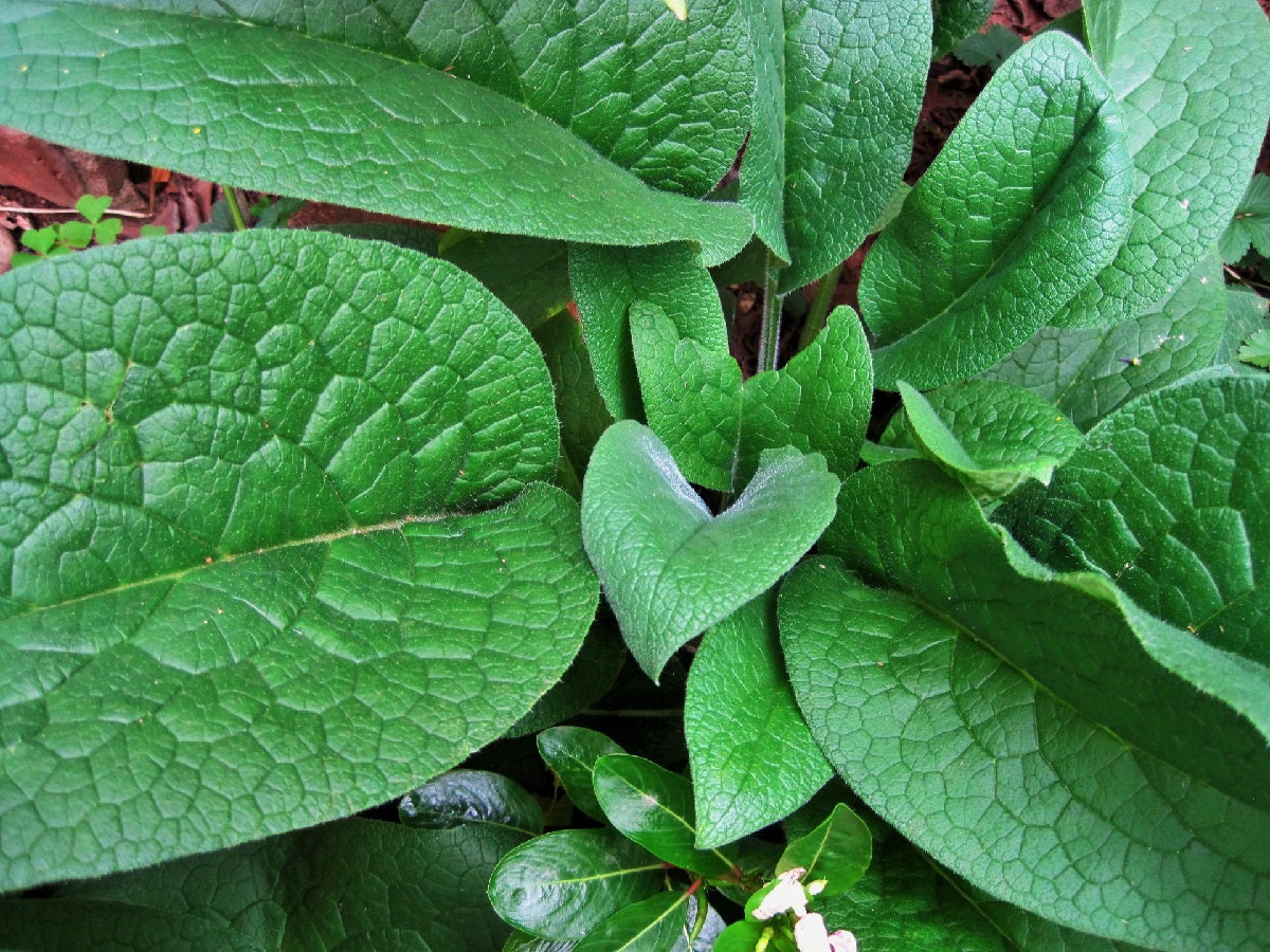 Comfrey Common - Symphytum officinale