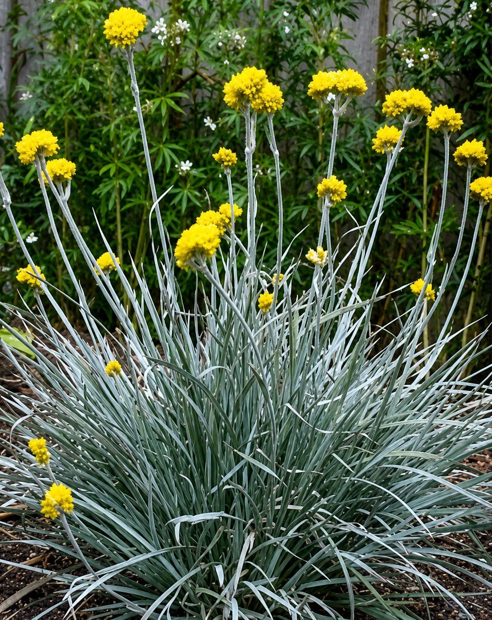 Conostylis candicans - SILVER SUNRISE - Grey Cottonheads 'Silversunrise' PBR