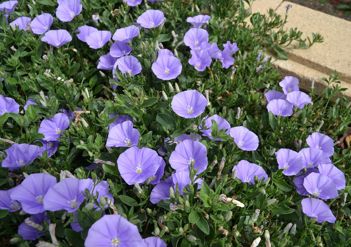 Convolvulus sabatius - EARLY BLUE - Rock Bindweed