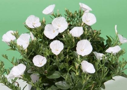 Convolvulus sabatius - PRIME WHITE - Rock Bindweed