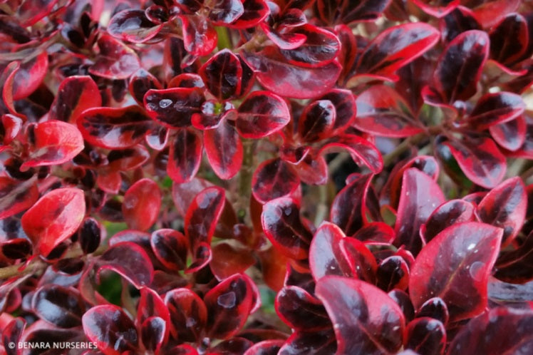 Coprosma repens - Sahara™ RUBY - Mirror Bush 'CopAnn01' PBR