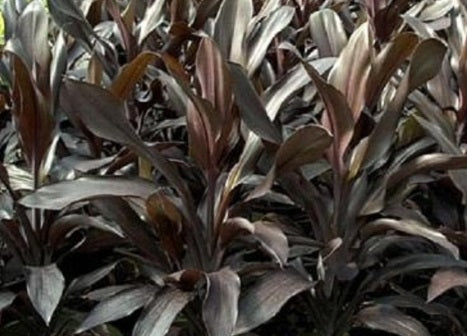 Cordyline fruticosa - CARUBA BLACK - Ti Plant
